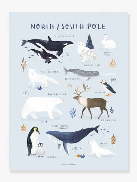 Affiche Animaux Pôle Nord/Sud Living Earth LILIPINSO Bleu Glacier - Lilipinso 3 Affiche Animaux Pôle Nord/Sud Living Earth LILIPINSO Bleu Glacier - Lilipinso